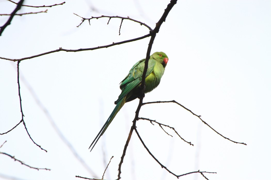 Rose-ringed Parakeet