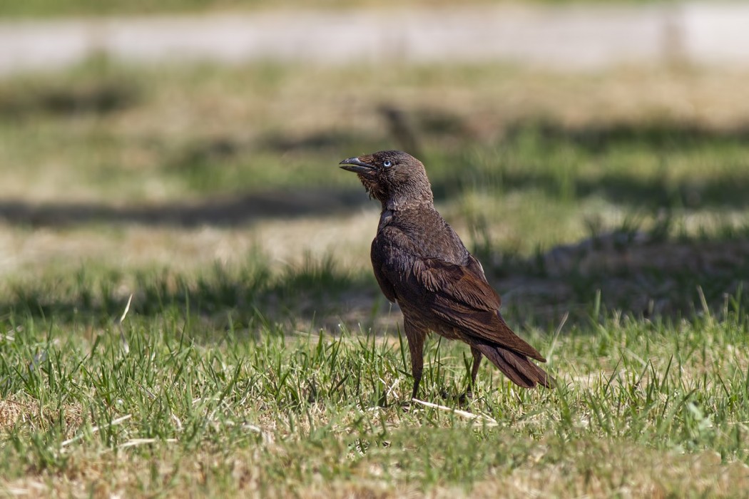 Western Jackdaw