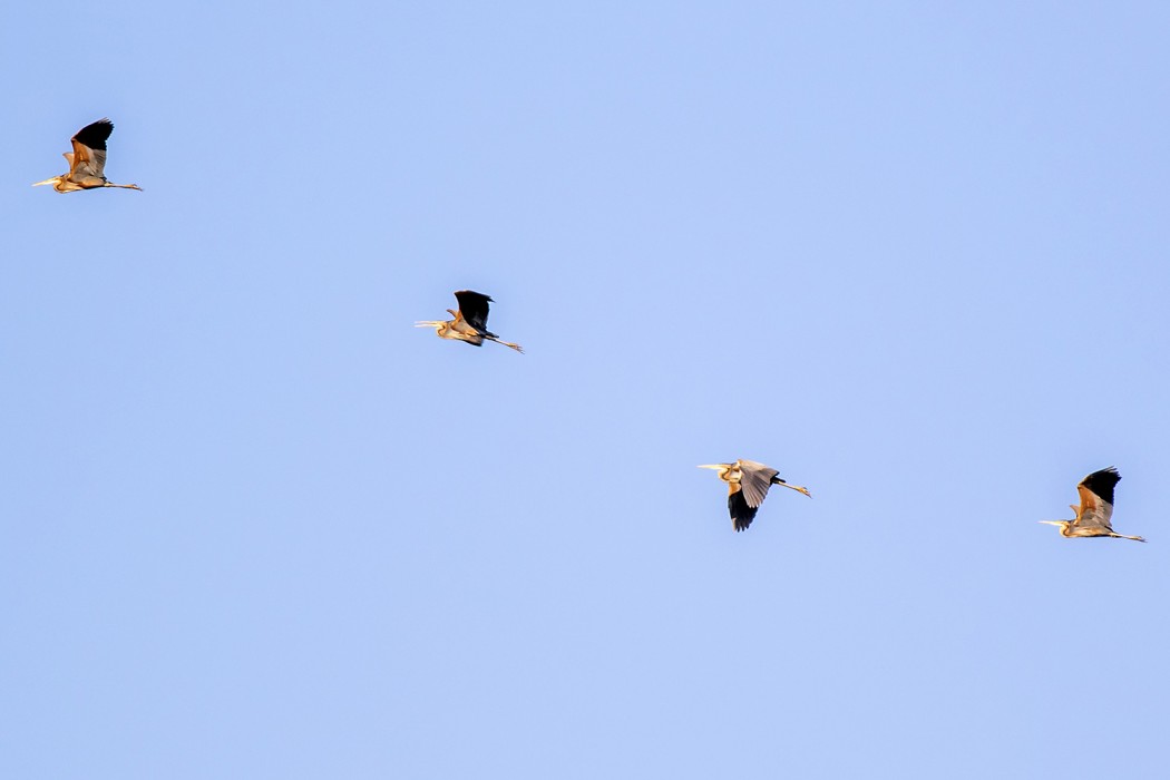 Purple Heron