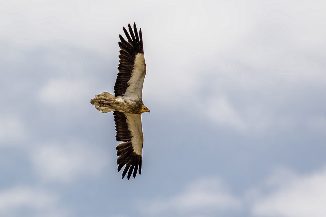 Egyptian Vulture