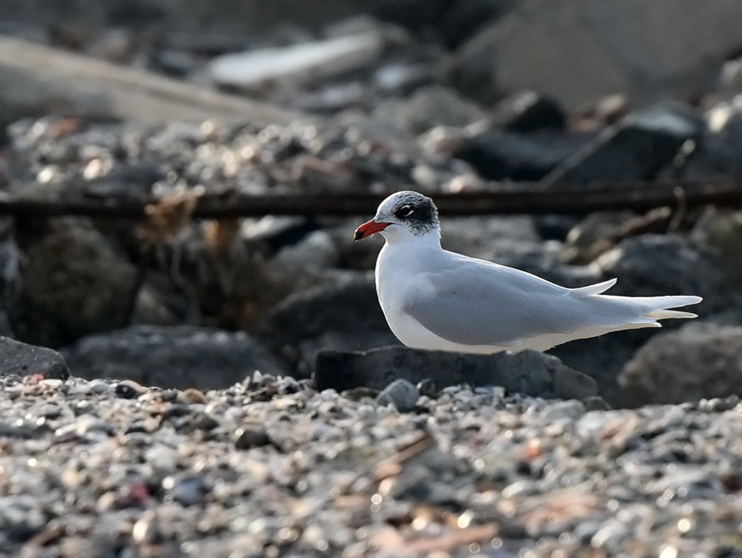 Mediterranean Gull