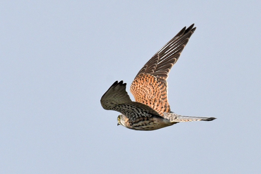 Common Kestrel