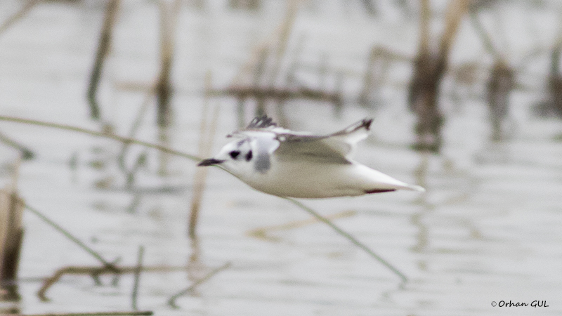 Little Gull