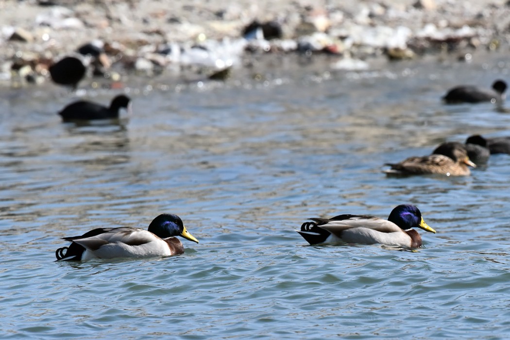 Mallard