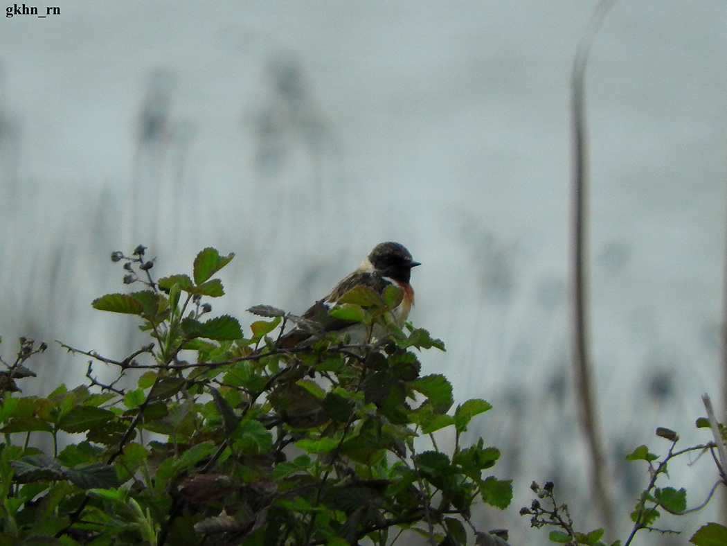 Siberian Stonechat