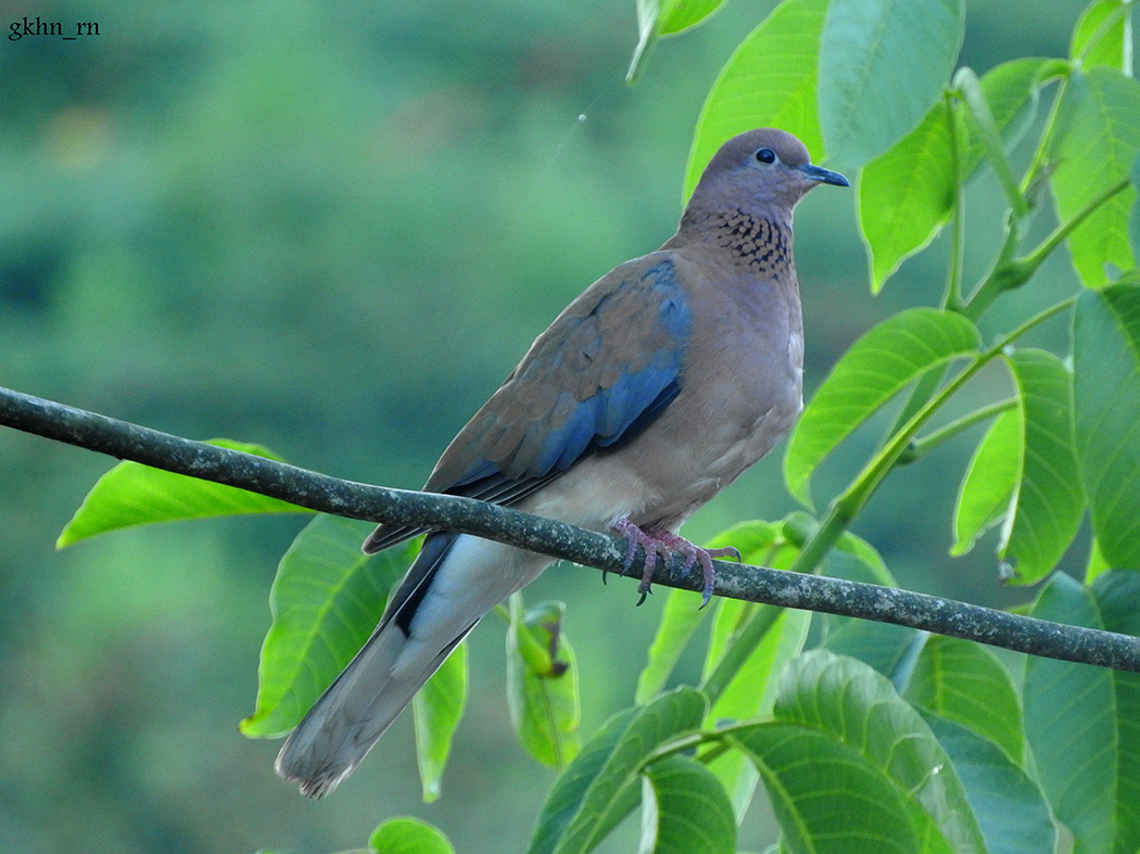 Laughing Dove