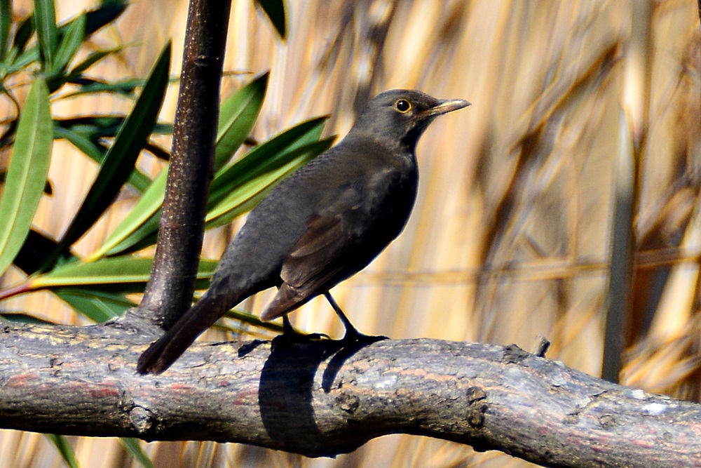 Common Blackbird