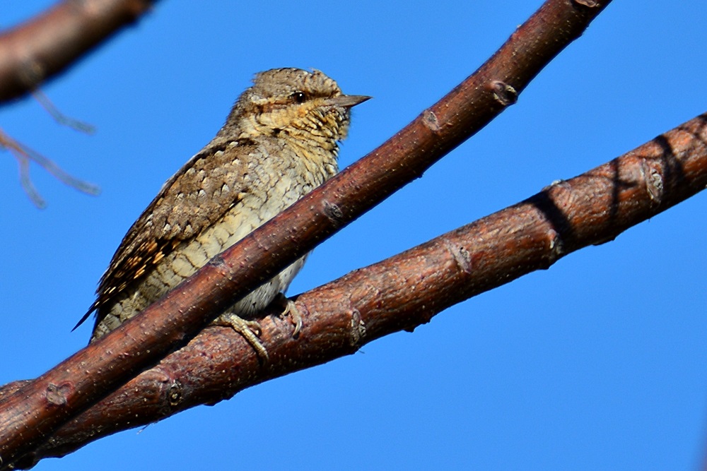 Eurasian Wryneck
