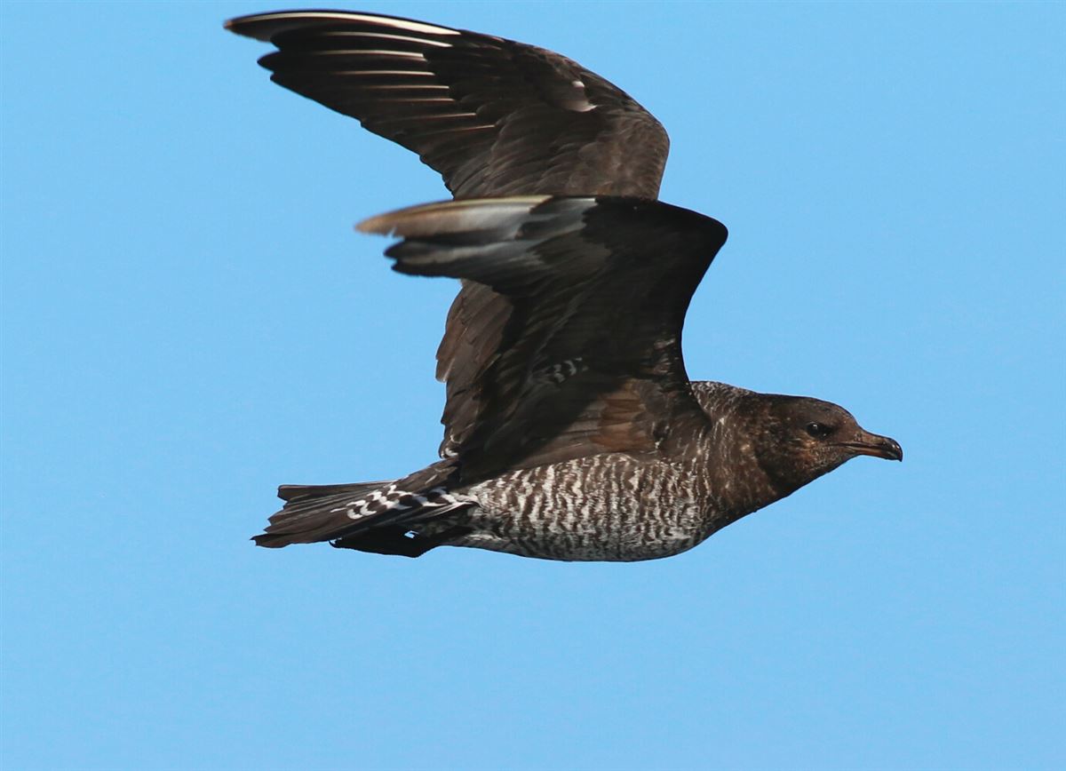 Pomarine Jaeger