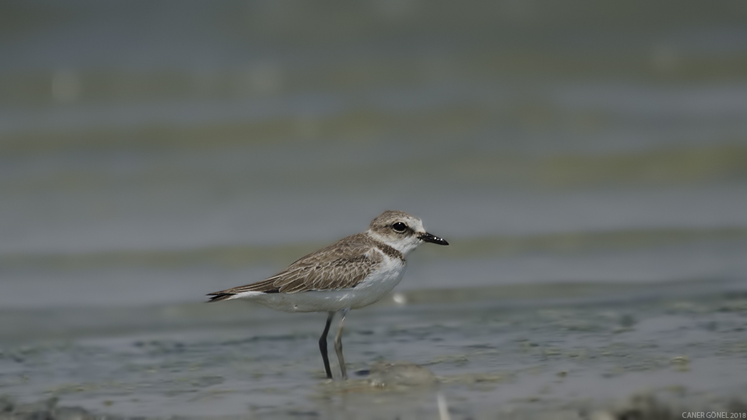 Kentish Plover
