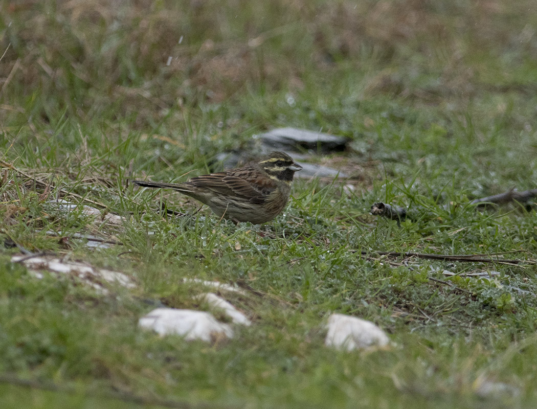Cirl Bunting