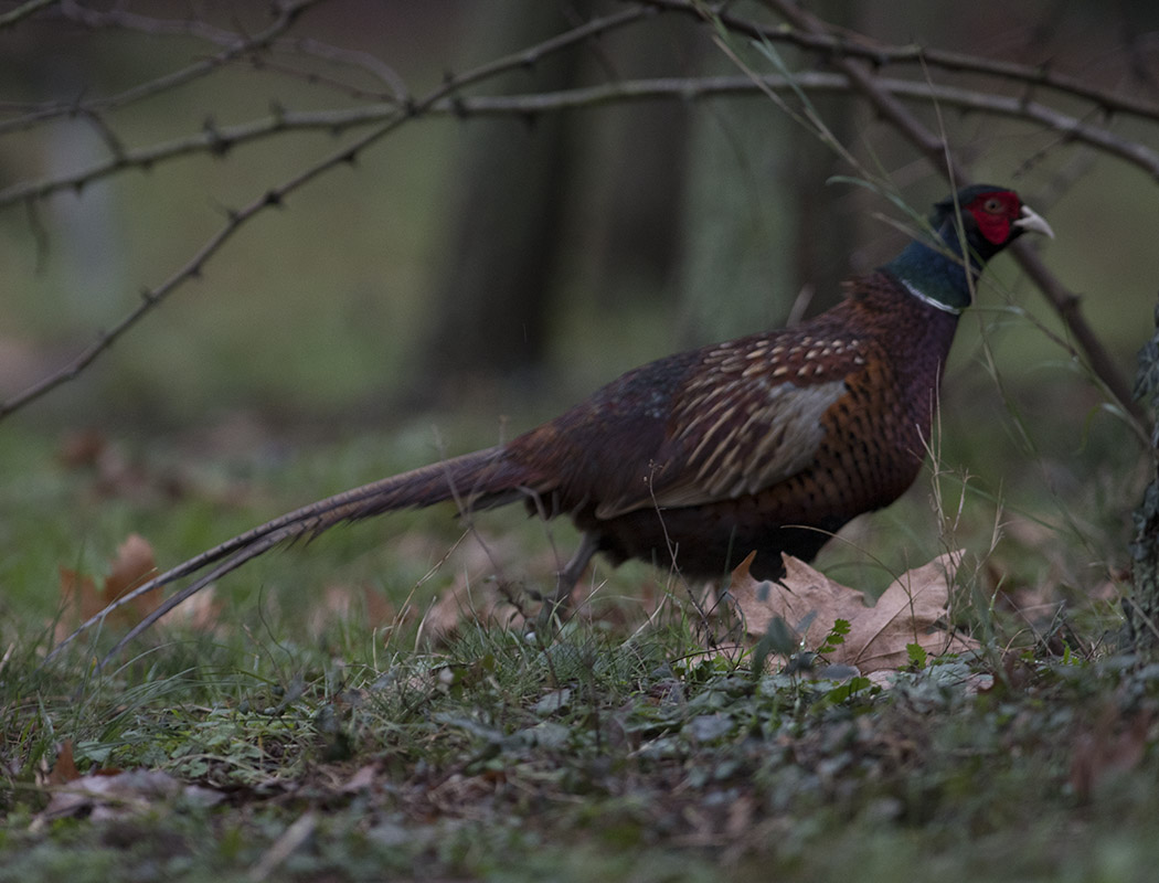 Common Pheasant