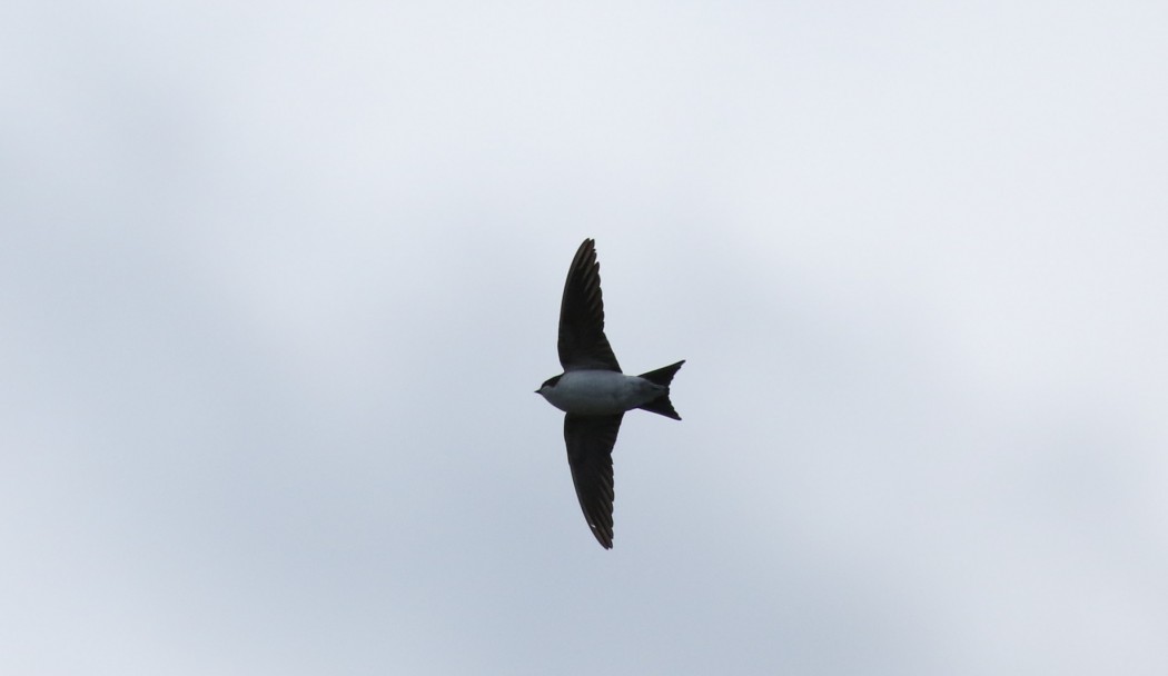 Western House Martin