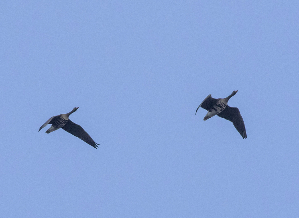 Greater White-fronted Goose