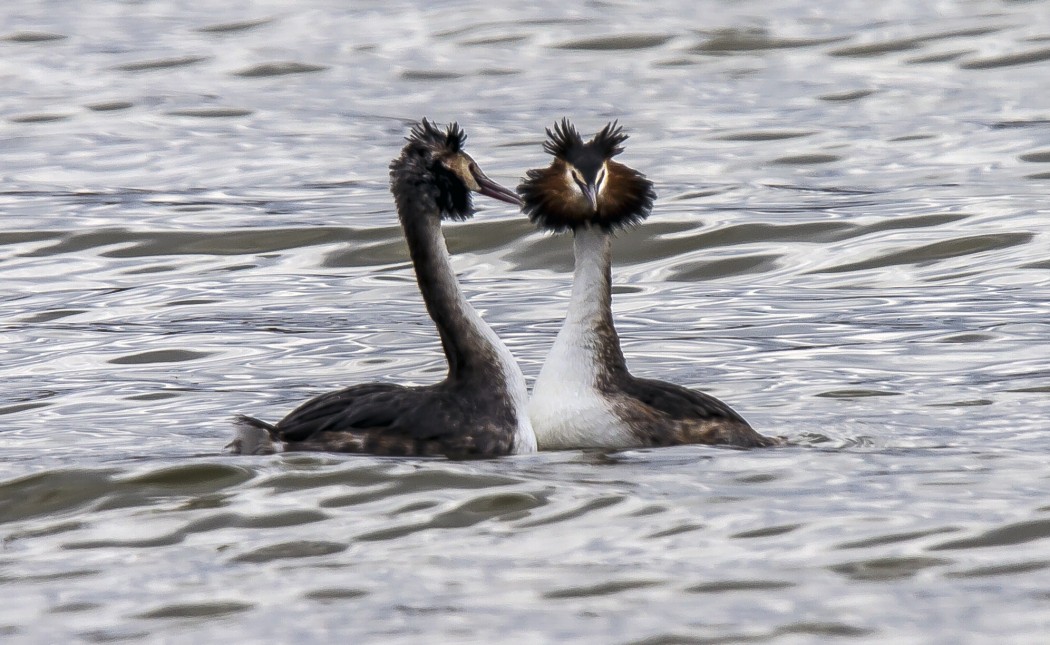 Great Crested Grebe