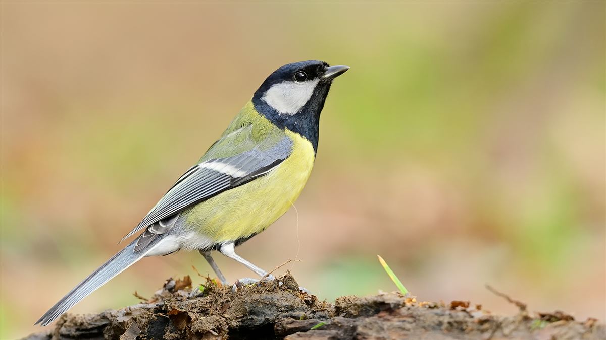 Great Tit