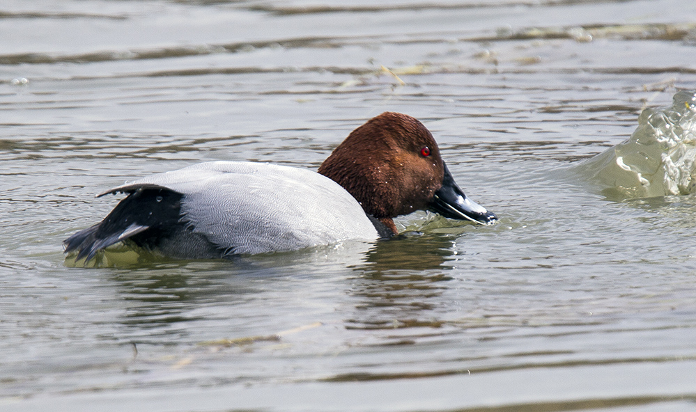 Common Pochard