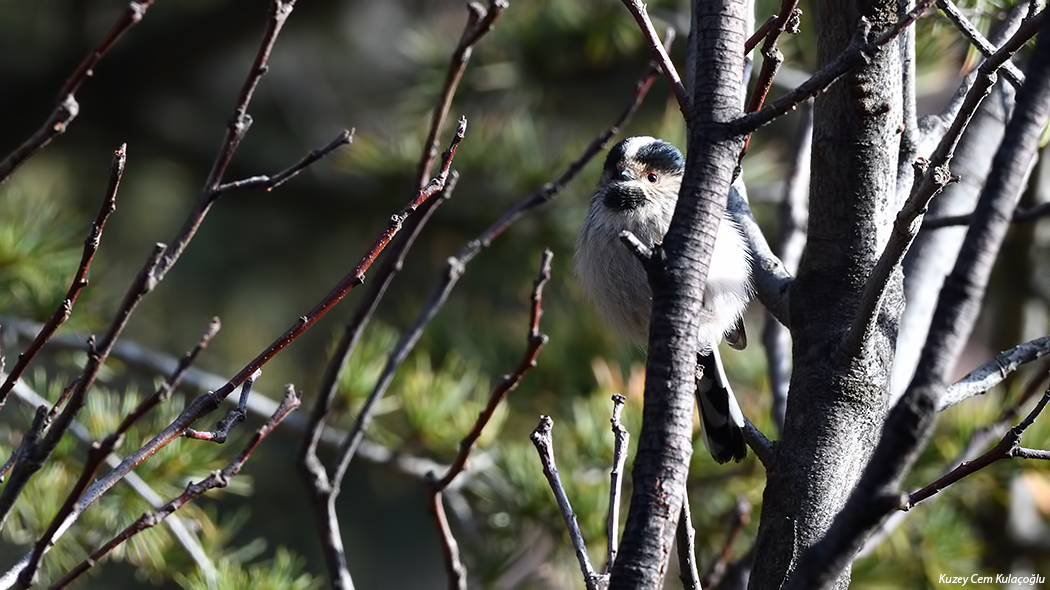 Long-tailed Tit