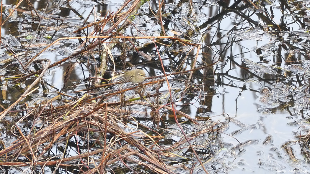 Common Chiffchaff