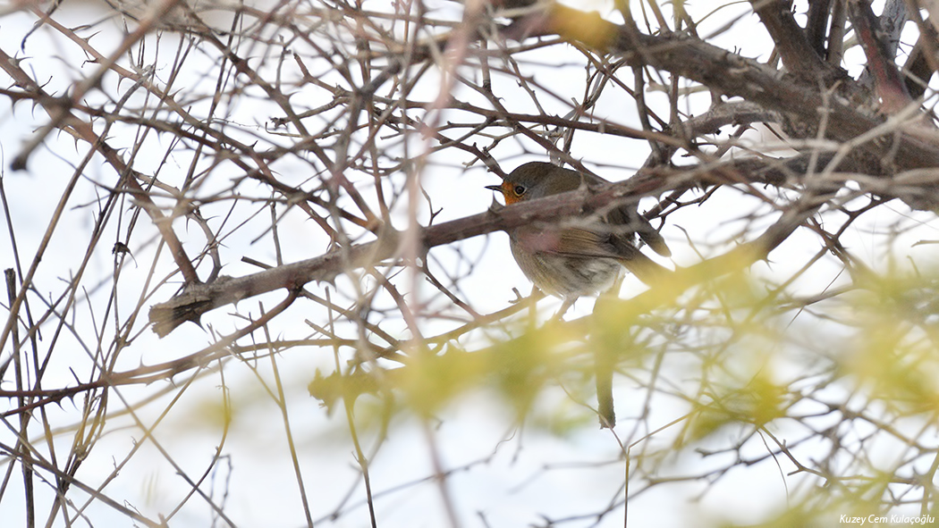 European Robin