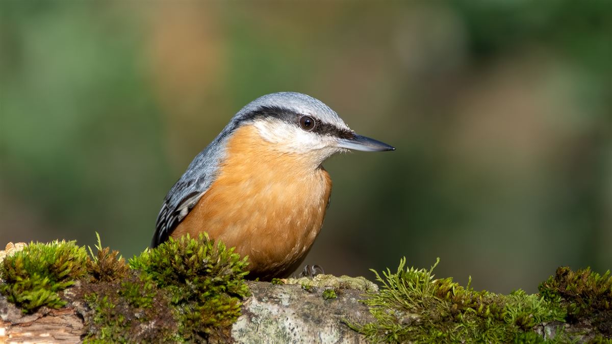 Eurasian Nuthatch