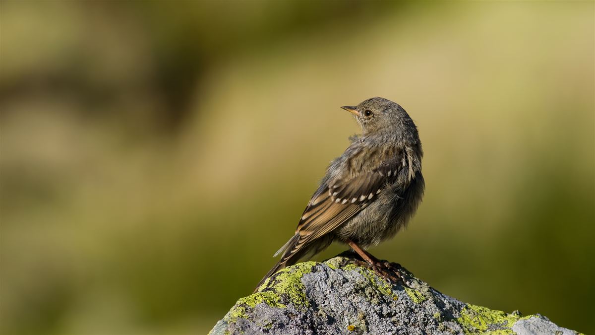 Alpine Accentor