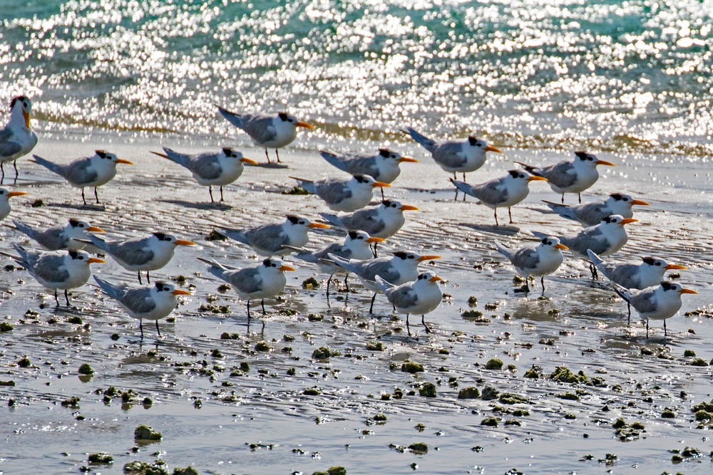 Lesser Crested Tern
