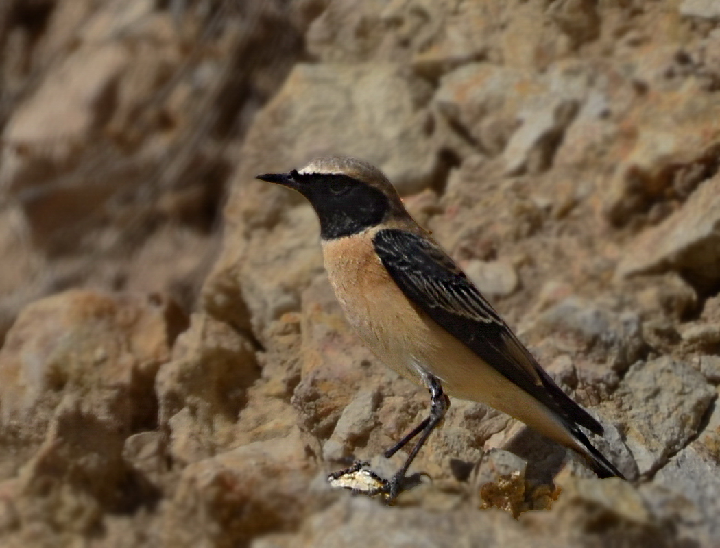 Black-eared Wheatear