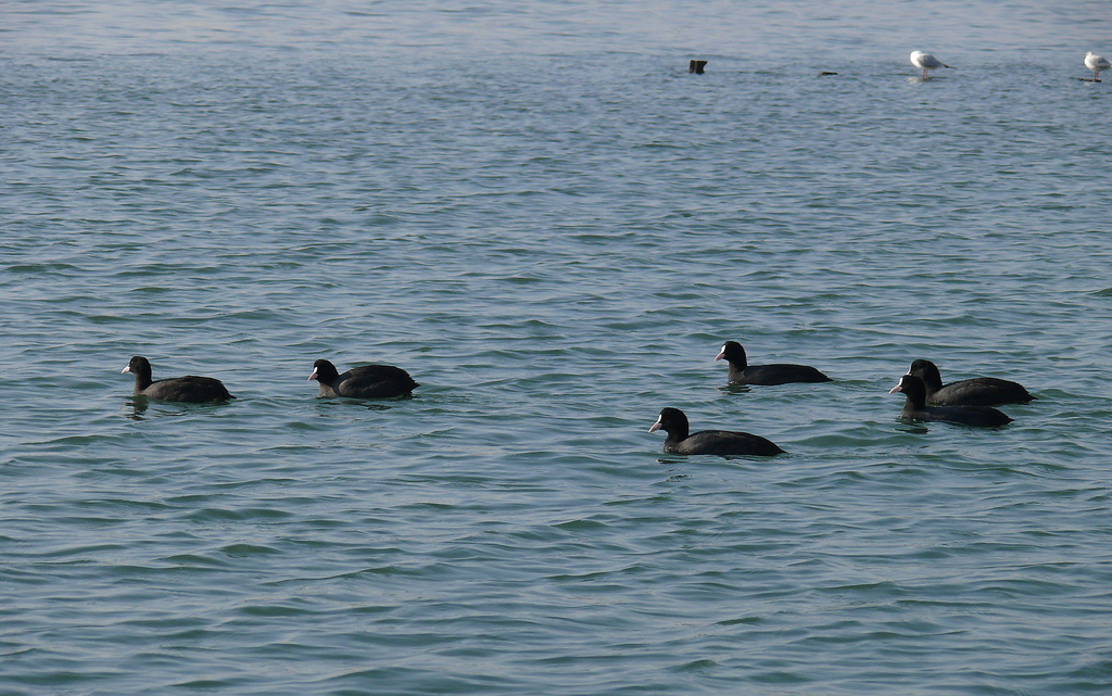 Eurasian Coot