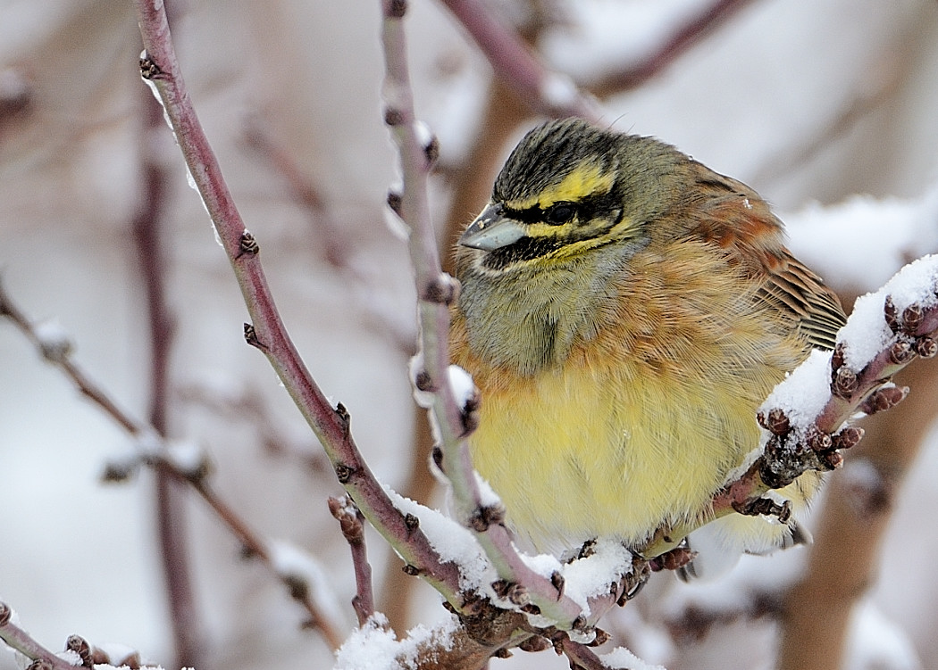 Cirl Bunting