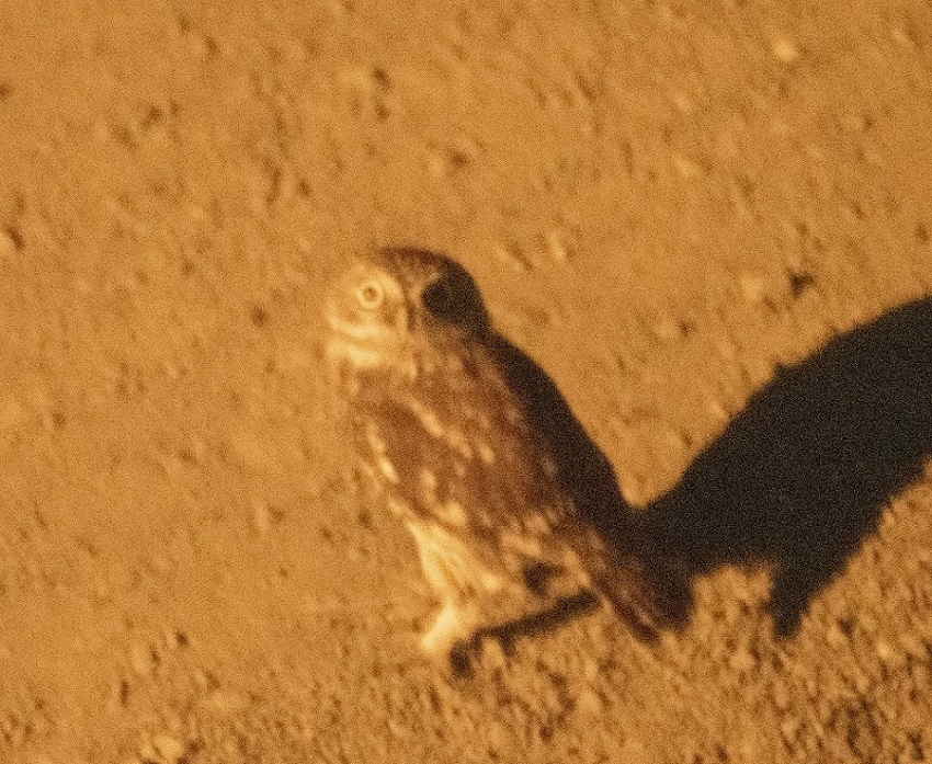 Little Owl