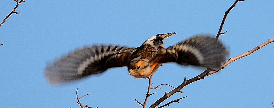 Brambling