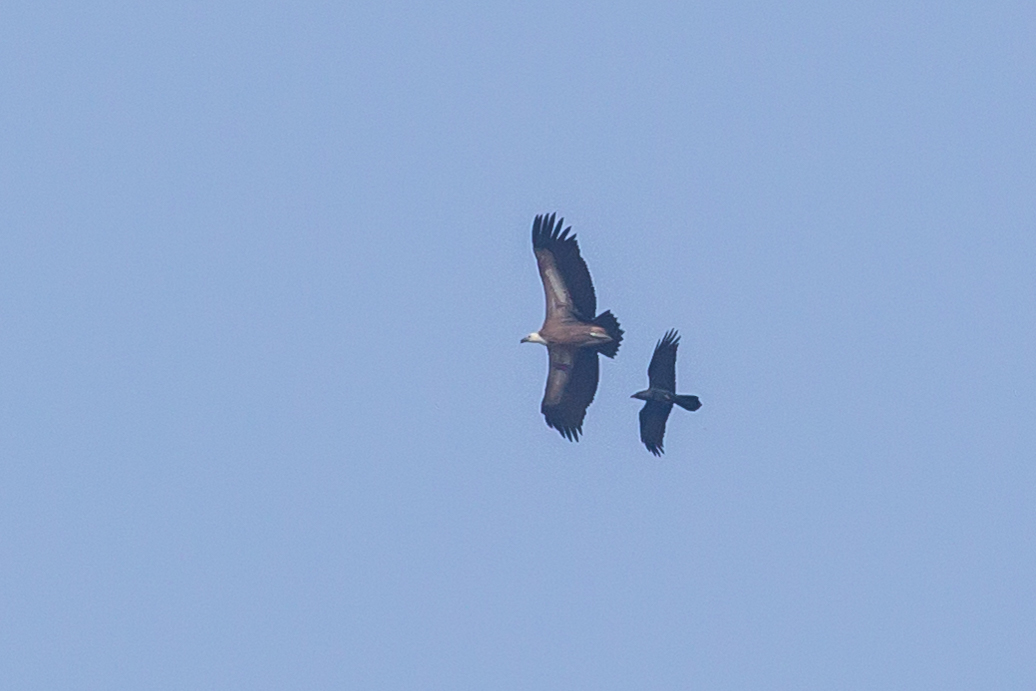 Griffon Vulture