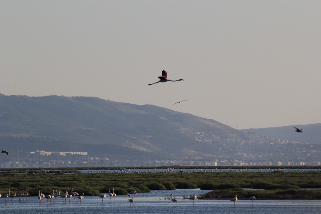 Greater Flamingo