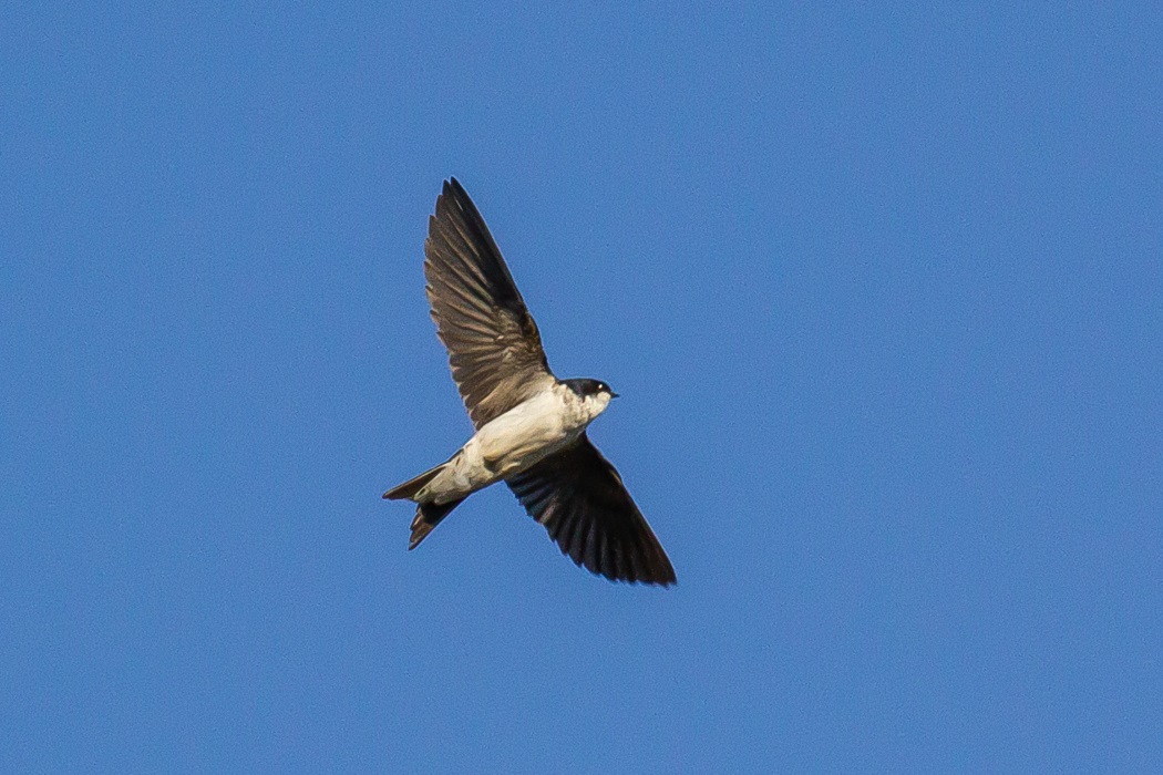 Western House Martin