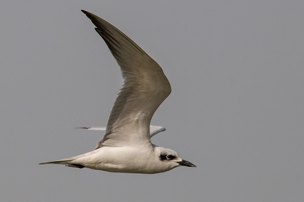 Gull-billed Tern