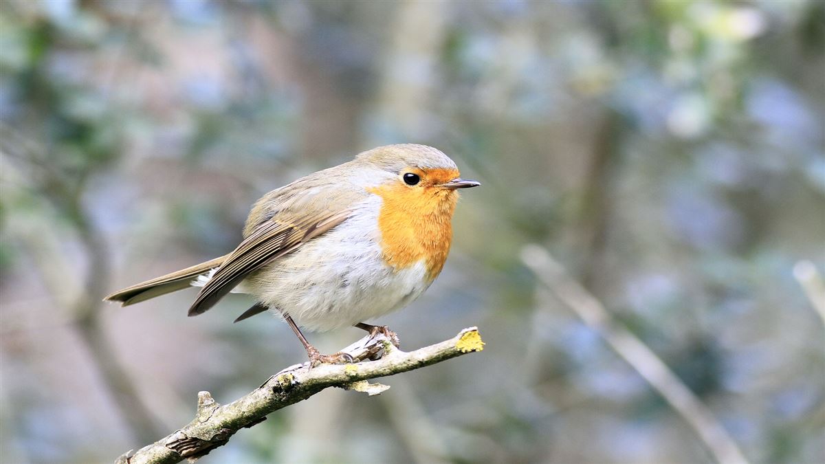 European Robin