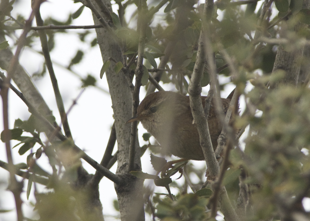 Eurasian Wren