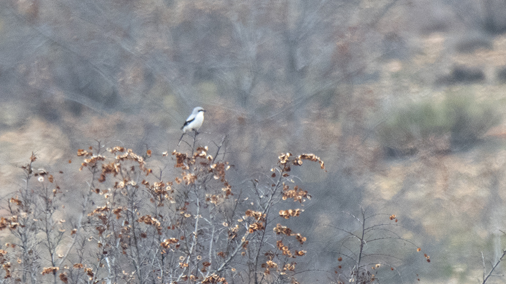 Great Grey Shrike