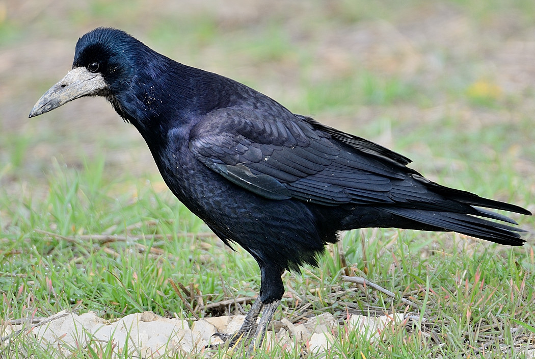Rook