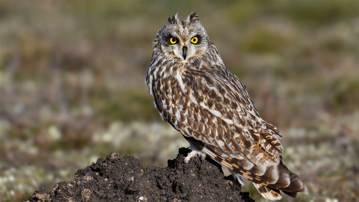 Short-eared Owl