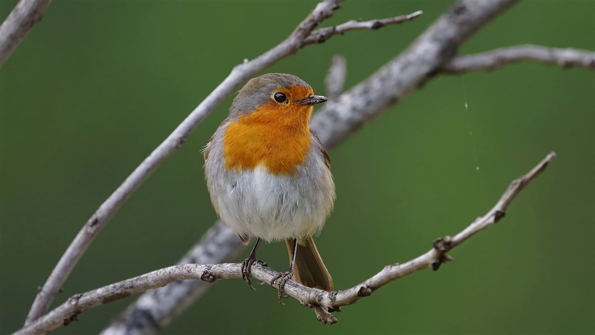 European Robin