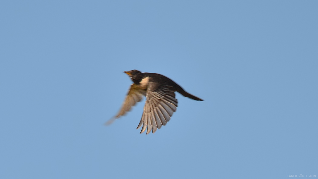 Ring Ouzel