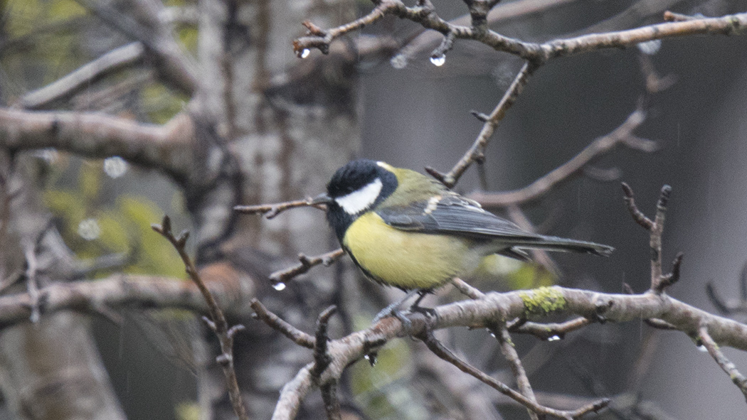Great Tit