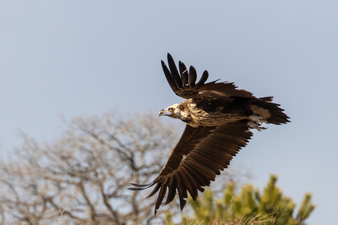 Cinereous Vulture