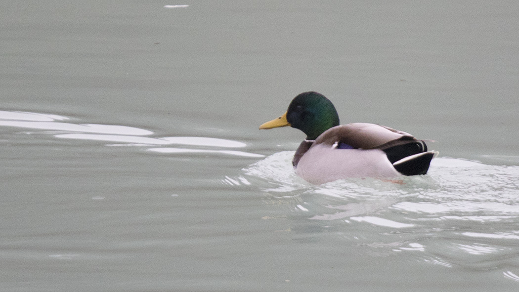 Mallard