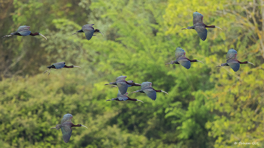 Glossy Ibis