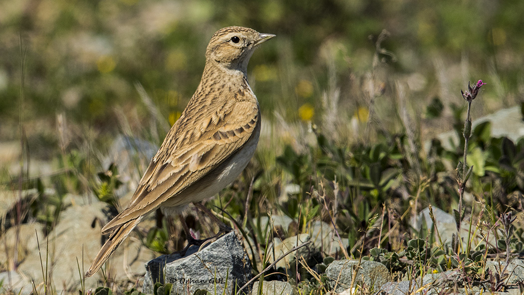 Greater Short-toed Lark