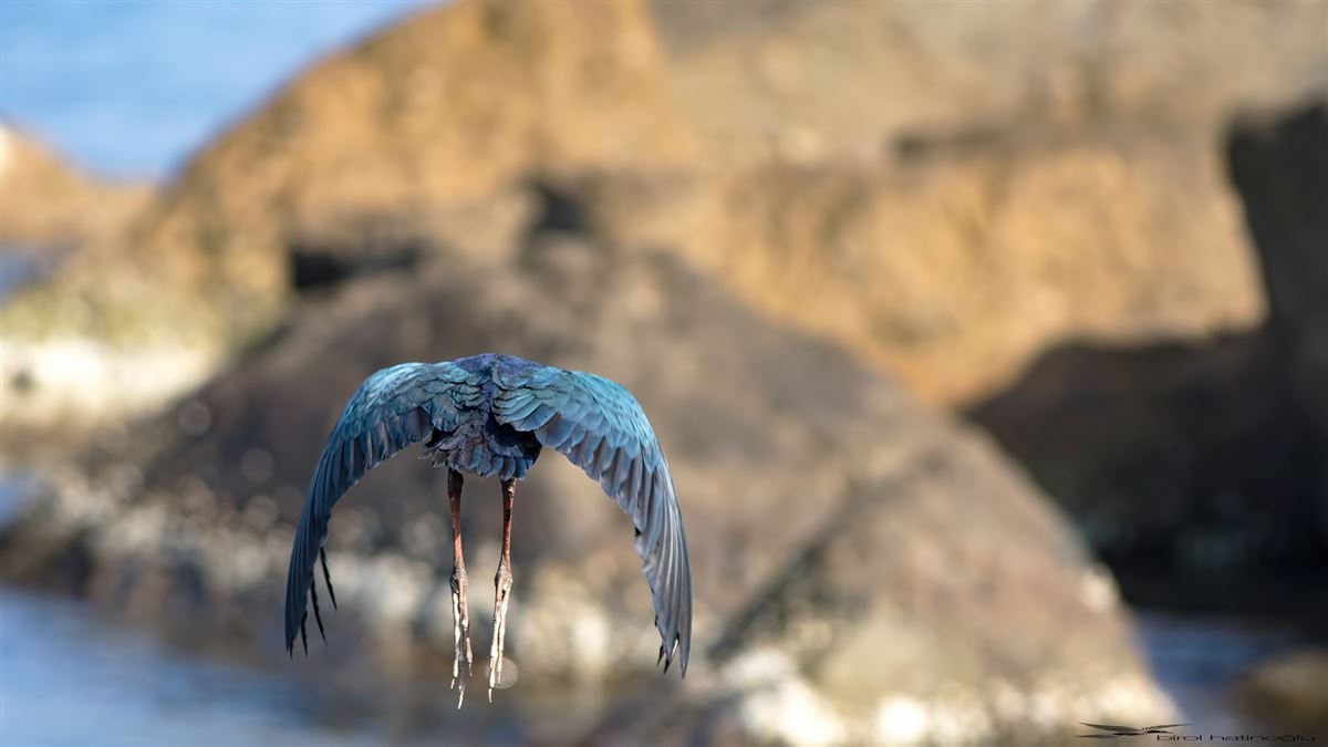 Grey-headed Swamphen