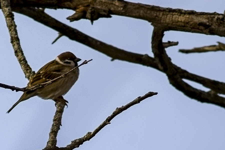 Eurasian Tree Sparrow